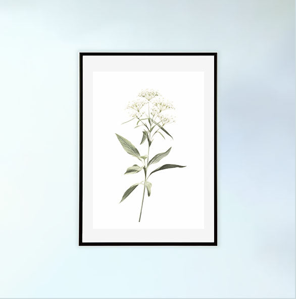 ビカクシダのアートポスター黒フレームあり