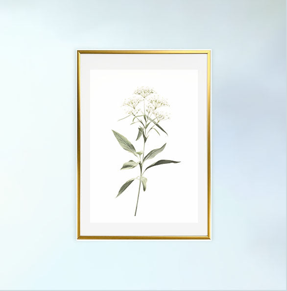 ビカクシダのアートポスター金フレームあり