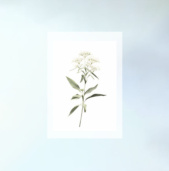 ビカクシダのアートポスター原画のみ設置イメージ