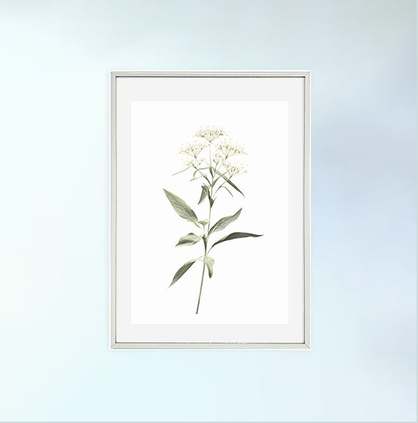 ビカクシダのアートポスター銀フレームあり