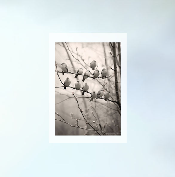 メロディアス・ソングバード(Melodious Songbirdsのアートポスター原画のみ設置イメージ