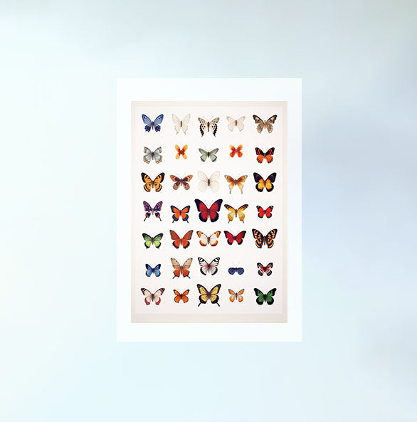 プリズム・バタフライ・ガーデンのアートポスター原画のみ設置イメージ