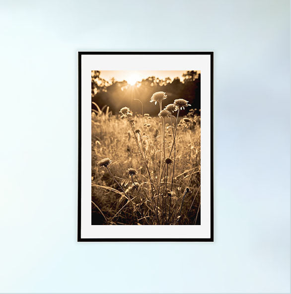 サンライトメドウズのアートポスター黒フレームあり