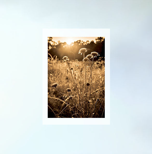 サンライトメドウズのアートポスター原画のみ設置イメージ