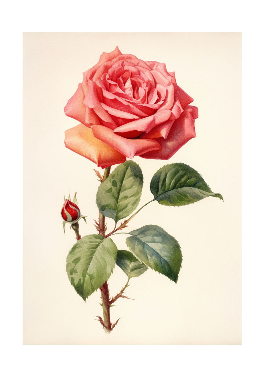 薔薇のアートポスター:rose_1f03 通販