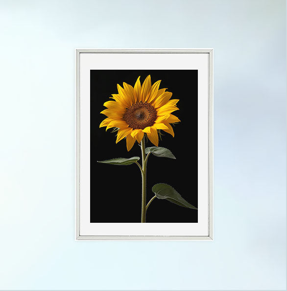 ひまわりのアートポスター銀フレームあり