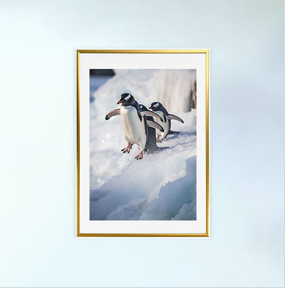 気まぐれなペンギンたちのアートポスター金フレームあり
