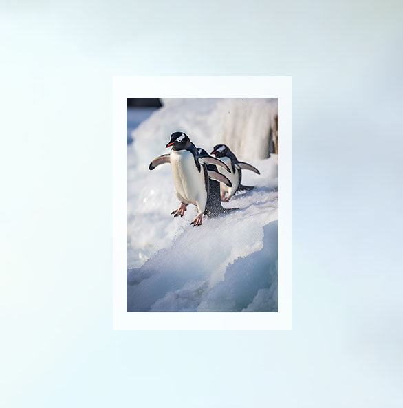 気まぐれなペンギンたちのアートポスター原画のみ設置イメージ