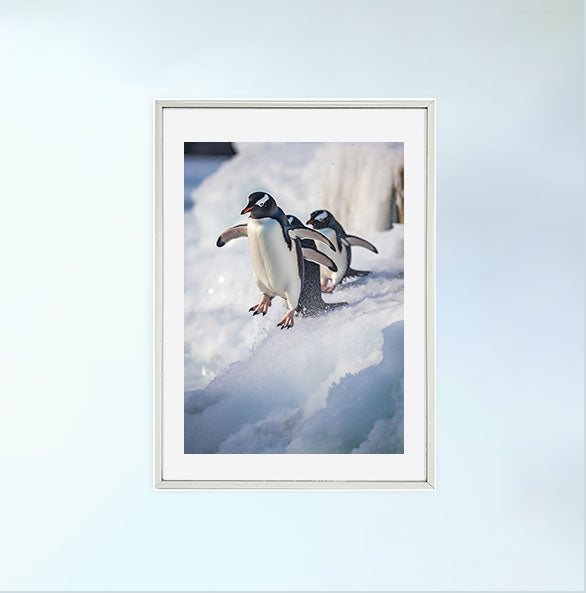 気まぐれなペンギンたちのアートポスター銀フレームあり