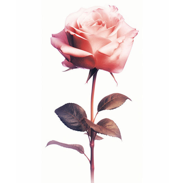 rose_6b3a_poster_image_c5fad43